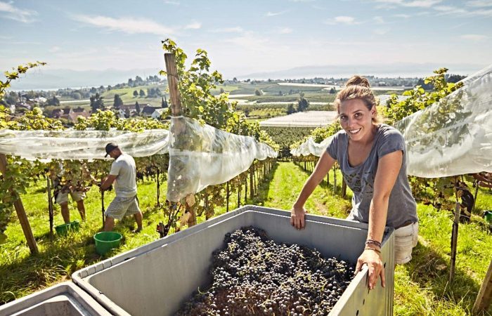 Teresa Deufel has Grapes on her Mind — Germany’s most Southerly Winyard produces Organic Natural Wine